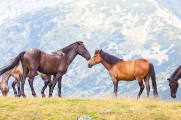 Fototapeta premium Wild horses roaming free on an alpine pasture in the mountains in summer