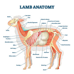 Lamb anatomy vector illustration. Labeled educational inner organ structure © VectorMine