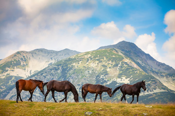 Fototapeta na wymiar Wild horses roaming free on an alpine pasture in the mountains in summer