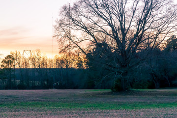 Walnut tree in a field at sunset.