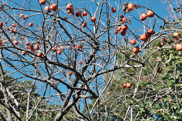 複雑な枝に分かれた柿の木