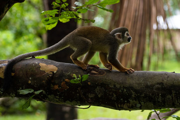 Amazon Monkey