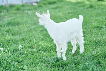 goat on green grass