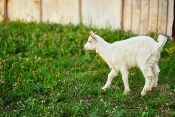 white goat on a meadow