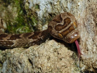 Sonoran Lyre Snake