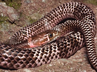 coachwhip snake