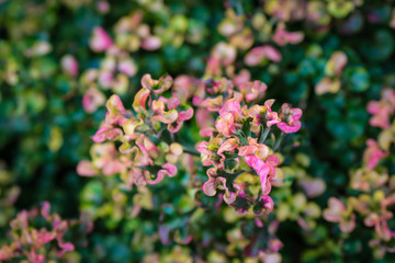 Colorful flowers in garden background
