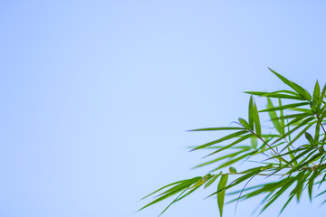 Green natural bamboo leaf background with blue sky