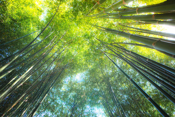  green bamboo background