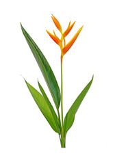 Heliconia flower isolated on white background. Ornamental flowers, Heliconia ( Heliconia x nickeriensis) a great heliconia for cut flowers, a hybrid between H.marginalia and H. psittacorum.