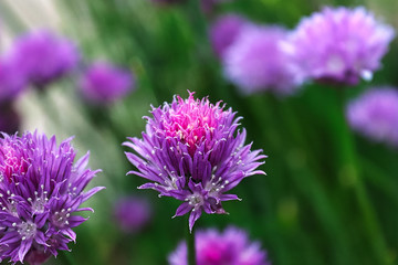 Closeup of fresh pink garden chive blossoms