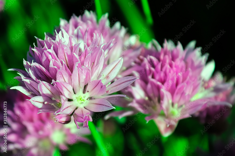 Poster Closeup of fresh pink garden chive blossoms