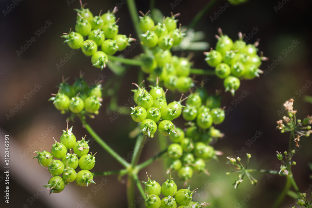 Poster Closeup of green coriander seeds growing on umbels