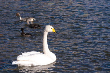 白鳥の来る街　仙台