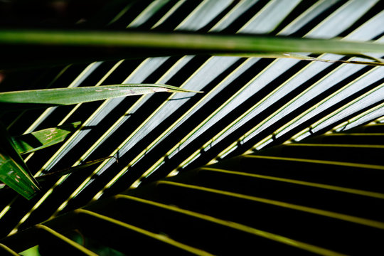 sun light and coconut leaf make high contrast of shadow. © noombkk