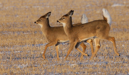 deer running in a field