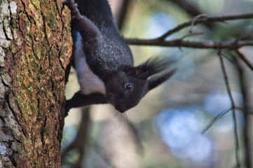 Black squirrel, endemic to the Calabrian mountains.