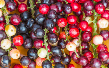closed up cockroach berry for background