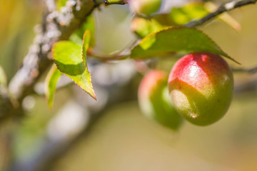 little young plum on branch