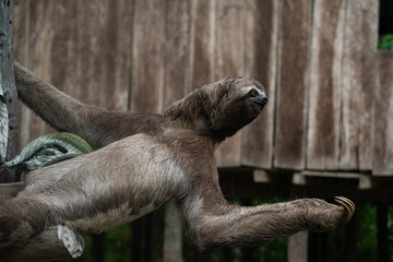 Amazon rainforest sloth