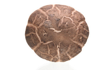 Shiitake mushrooms isolated on the white background.