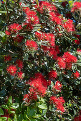 pohutakawa flowers and bee