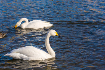 白鳥の来る街　仙台