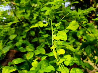 Natural macro photography.