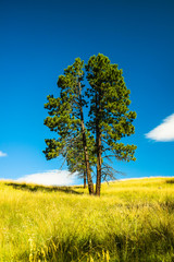 Lone tree in Bandelier National Park