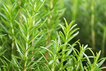 Foto op Plexiglas Background of green fresh rosemary herb bunches © Amelia