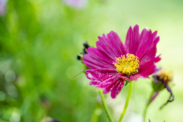 Beautiful pink wild cosmos flowers in garden close up on natural blurred background and copy space.