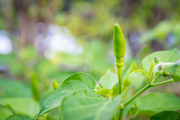 Red Chilli on a tree close up, Paprika chilli.