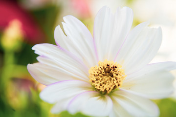 Fototapeta premium Beautiful white wild cosmos flowers in garden close up on natural blurred background and copy space.