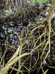 Close up image on the mangrove trees root.