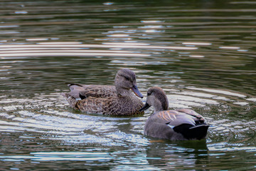 Duck in Water