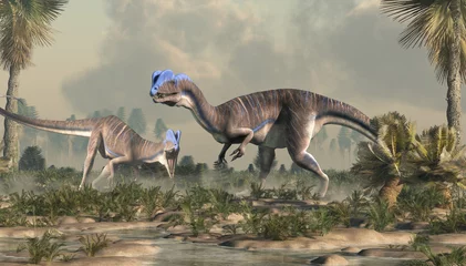Fotobehang Dinosaurussen Dilophosaurus was a theropod dinosaur of the early Jurassic period in North America. A predator, it's named for the two crests on its head. Here two of them hunt in a wetland. 3D Rendering   © Daniel Eskridge