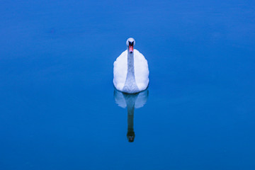 Reflection of swan in lake