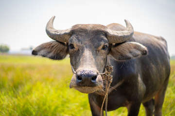 Beautiful buffalo in countryside of Thailand close up.