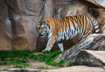 Bengal Tiger
