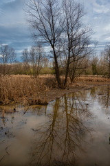 Obraz premium Reflections in the Marsh