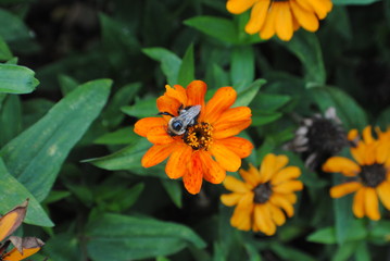 bee on orange flower