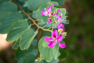 Pink Bauhinia purpurea flowers (Orchid tree) close up with blurred nature green background.
