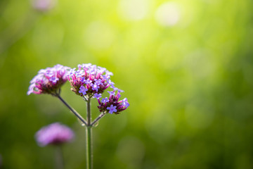 Fototapeta premium The background image of the colorful flowers