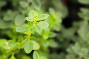 Fototapeta na wymiar The tip of a thyme plant growing with a blurred background