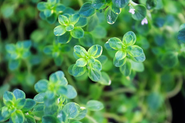 Background of variegated thyme leaves against green