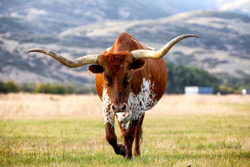 Texas Longhorn coming at you
