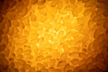 Rice closeup. The effect of a yellow light passing through the rice.	