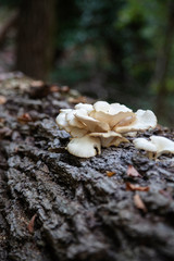 oyster mushrooms on tree