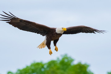 Obraz premium Bald Eagle fishing on James River