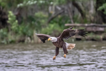 Bald Eagle fishing on James River